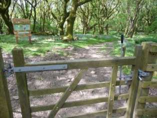 Tŷ Canol Wood