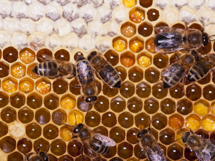 New Quay Honey Farm