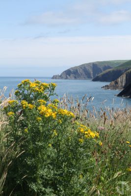 Ael y Bryn now on the Telegraph's travel website